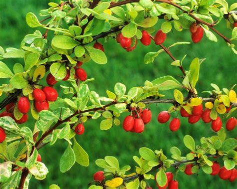 star of burberry plant|Barberry care and growing guide: how to look after.